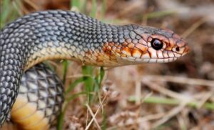 bozyörük (hazer yılanı)