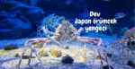 dev Japon örümcek yengeci