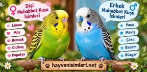 disi-erkek-muhabbet-kusu-isimleri