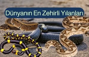 dunyanın en zehirli yılanları