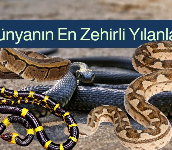 dunyanın en zehirli yılanları