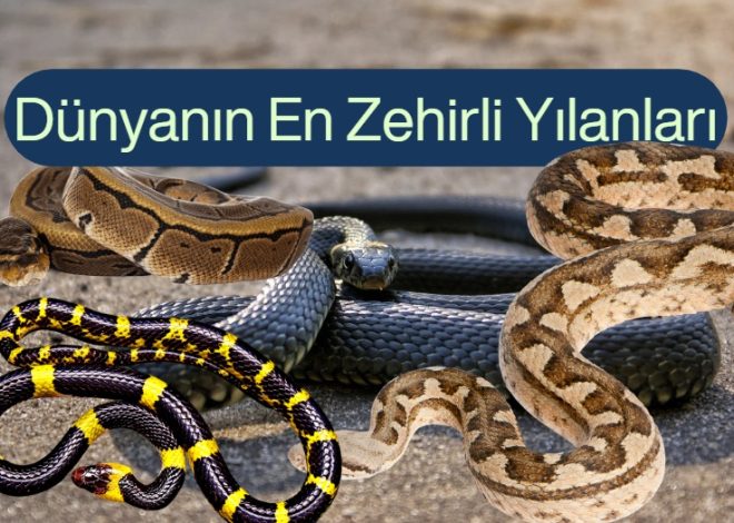 dunyanın en zehirli yılanları