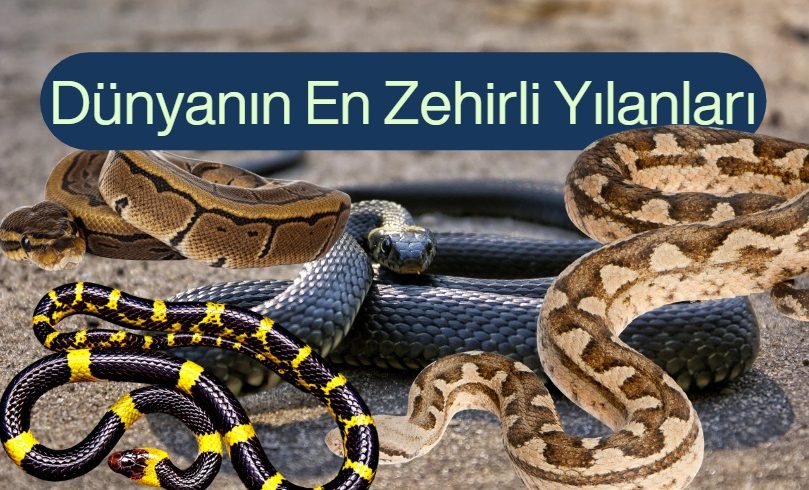 dunyanın en zehirli yılanları