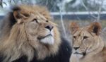 erkek-disi-aslan