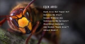 eşek arısı özellikleri