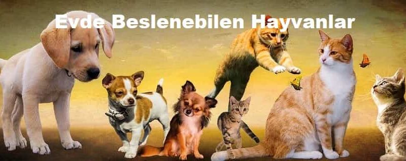 Evde beslenebilen hayvanlar