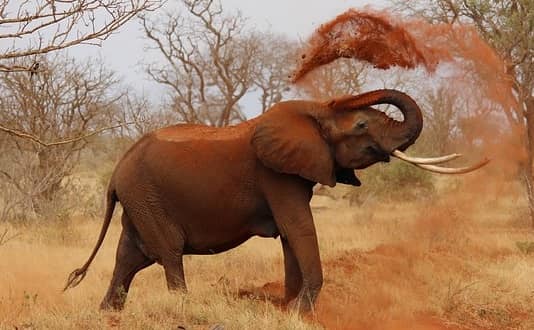 fillerin-ozellikleri