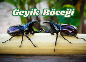 geyik böceği