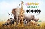hayvanlarin-sesleri