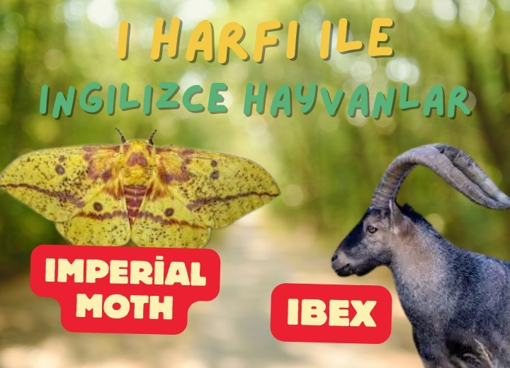 ı harfi ile ingilizce hayvanlar