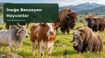 inege-benzeyen-hayvanlar-kapak-filigranli