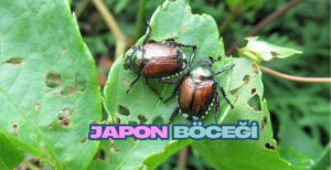japon böceği