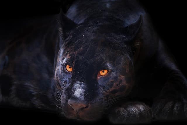 Siyah panter özellikleri