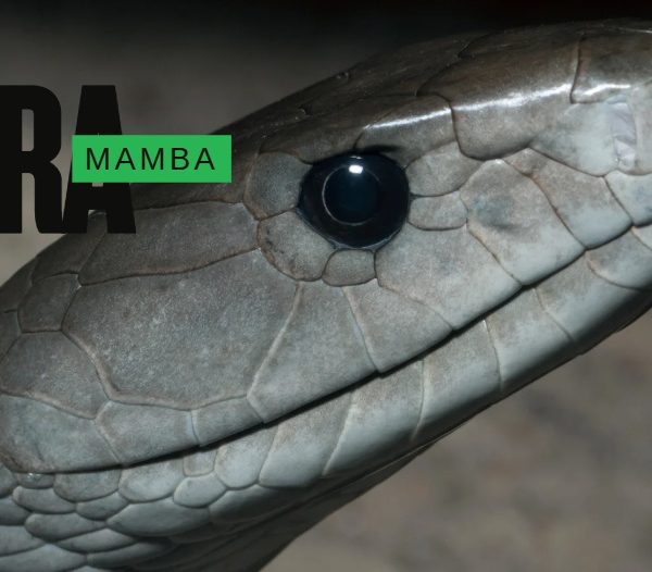 kara-mamba