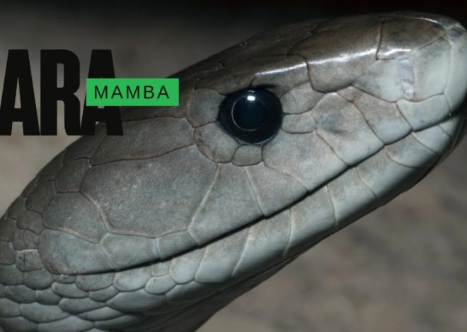 kara-mamba
