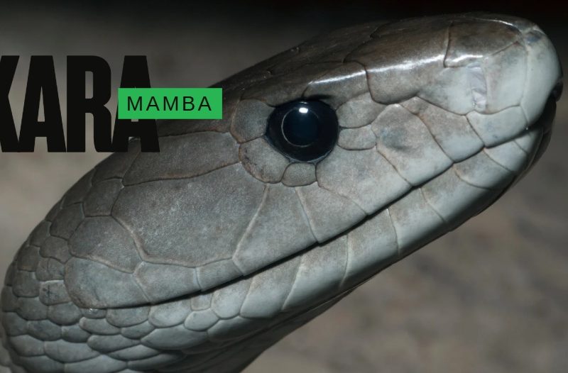 kara-mamba