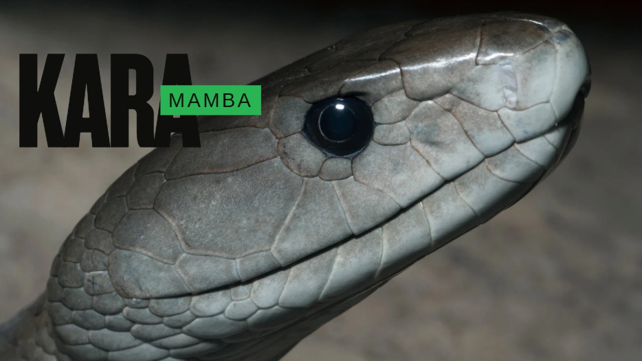 kara-mamba