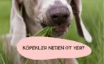 köpeklerde ot yeme nedeni