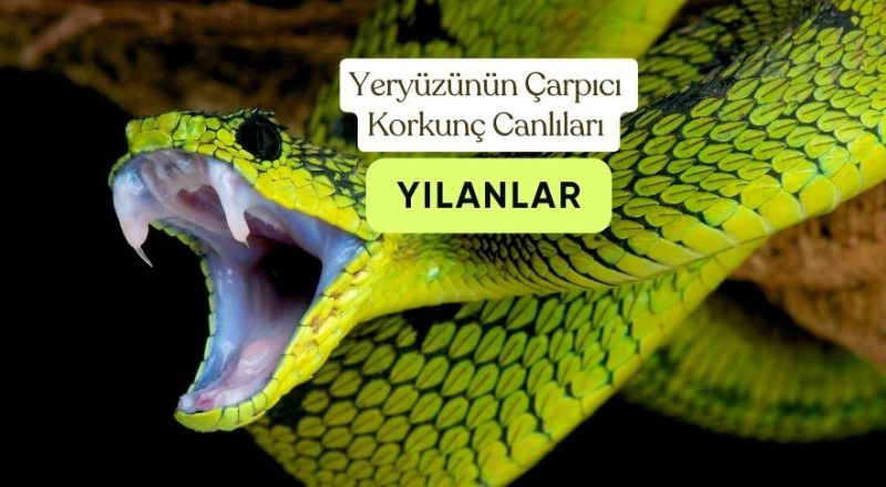 korkutucu-yilanlar