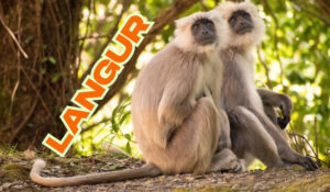 langur