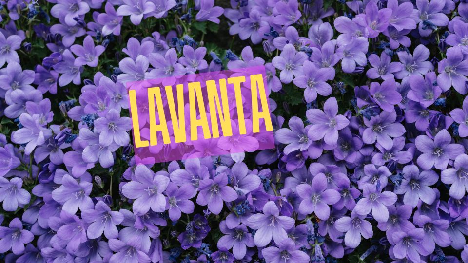 lavanta