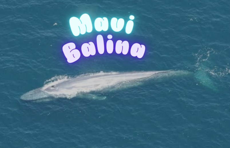 mavi balina