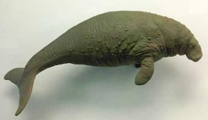 nesli-tukenen-Stellers-denizinegi