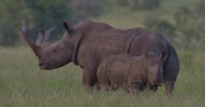 nesli-tukenen-bati-afrika-siyah-gergedani