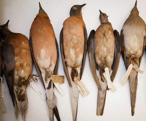 nesli-tukenen-gocmen-guvercini