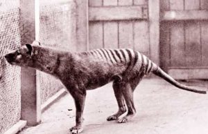 nesli-tukenen-tasmanya-kaplani