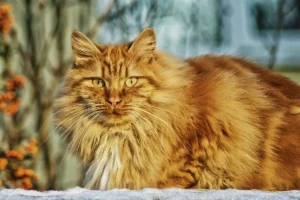 norveç orman kedisi