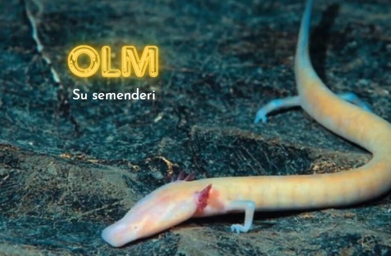 olm-su-semenderi