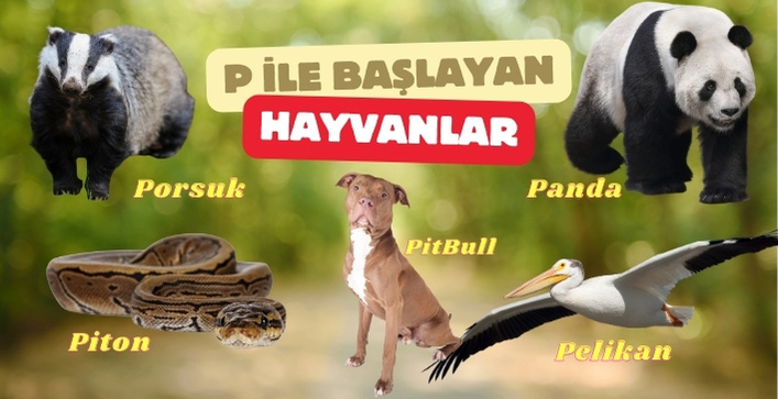 p harfi ile başlayan hayvan isimleri