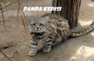 pampa kedisi