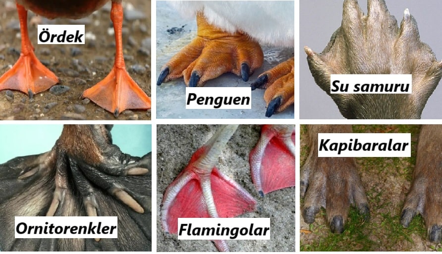 perde ayaklı hayvanlar