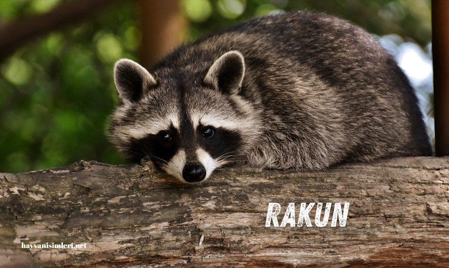 Top 5 Rakun Rakun özelliği nedir? Rakun Türkiye de var mı? Nerede yaşar?