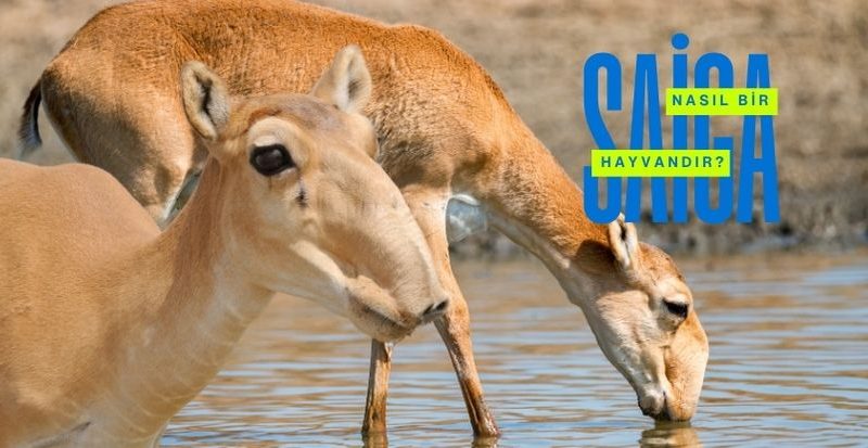 saiga antilop