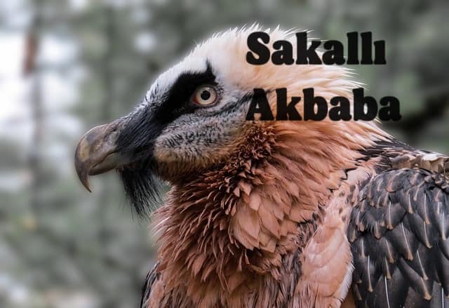 Sakall Akbaba Hayvanisimleri Sakall Akbaba Hayvanisimleri