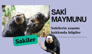 saki maymunu