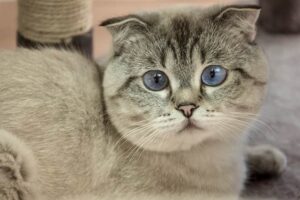 scottish fold ev kedisi