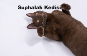 suphalak kedisi