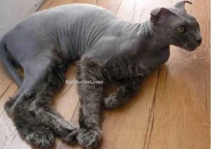 UKRAYNA LEVKÖY KEDİSİ