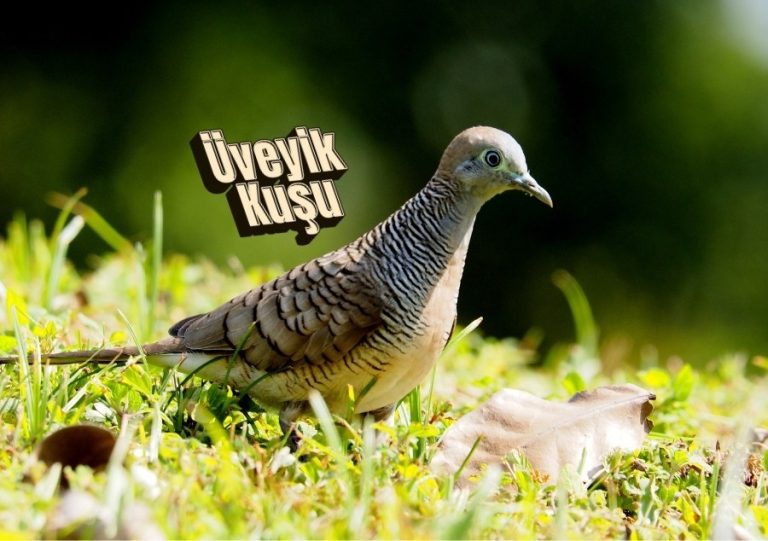 MOA kuşu nasıl nesli tükendi? En son ne zaman görüldü?