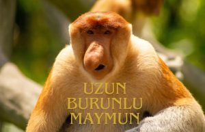 uzun burunlu maymun