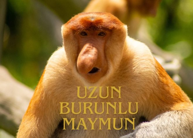 uzun burunlu maymun
