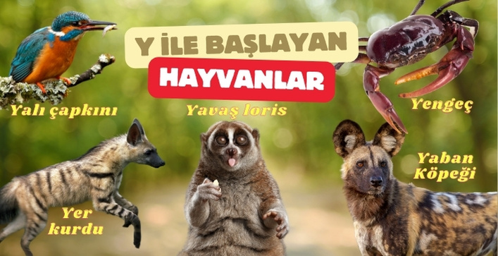 y harfi ile başlayan hayvan isimleri