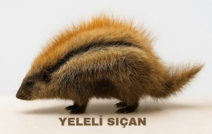 yeleli sıçan
