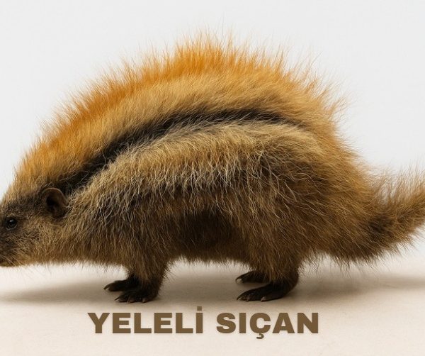 yeleli sıçan