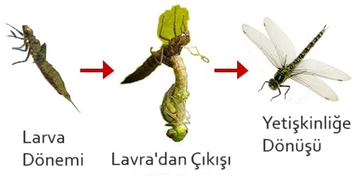 yusufcuk-baskalasim-sureci